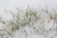 Strands of Poa pratensis - Kentucky Bluegrass emerging through layer of ice on lawn with thatch in early spring.