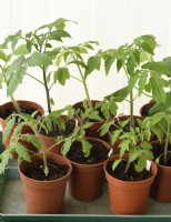Tomato plants in conservatory ready for planting out  Solanum lycopersicum  April