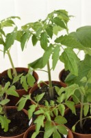 Tomato plants in conservatory ready for planting out  Solanum lycopersicum  April