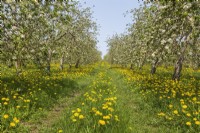 Malus domestica - Apple trees in bloom in orchard in spring.