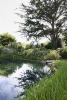 Natural swimming pond surrounded by lush foliage plants in Cornwall in May