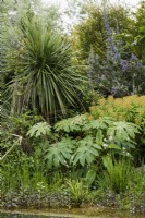 Tetrapanax papyrifer 'Rex' on the edge of a natural swimming pool in a Cornish garden in May surrounded by Euphorbia mellifera and Echium pininana