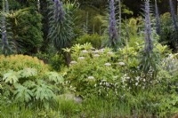 Lush planting beside a pond in a Cornish garden in May including Echium pininana, Tetrapanax papyrifer 'Rex' and Melanoselinum decipiens.