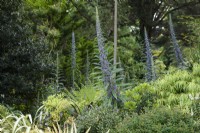 Flower spikes of Echium pininana towering above foliage plants in a Cornish garden in May