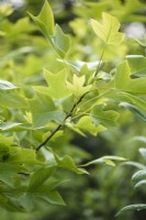 Leaves of the tulip tree, Liriodendron tulipifera, in May