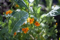 Kale 'Nero di Toscana' and Tagetes tenuifolia Orange Gem