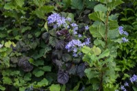 mixed hedge planting with 'Campanula' and Purple-leaved Hazel