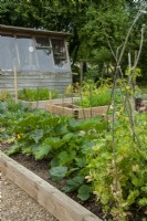 Vegetables in raised beds with potting shed beyond - Open Gardens Day, Worlingworth, Suffolk