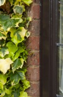 Variegated Ivy - Hedera helix 'Goldchild', cut back from edge of brickwork to prevent it's spread on to adjoining window frame