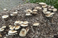 Fungi growing on heap of wood chippings