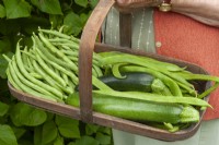 Trug containing Phaseolus coccineus - Runner Beans, Phaseolus vulgaris - Climbing French Beans and Zucchini - Courgettes 


