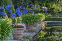 Agapanthus flowering in large terracotta pots in Summer in a formal country garden - July