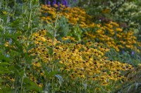 Rudbeckia fulgida variety sullivantii 'Goldsturm' flowering in late Summer - September