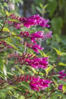 Salvia involucrata 'Bethellii' flowering in Autumn - October