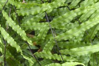 Goniophlebium persicifolium