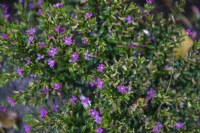 Cuphea hyssopifolia 'Myrto purple' false heather