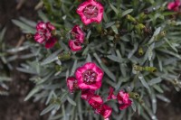 Dianthus superbus 'Tiny pleasure red eye'