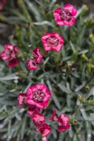Dianthus superbus 'Tiny pleasure red eye'