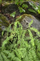 Adiantum pedatum, northern maidenhair fern