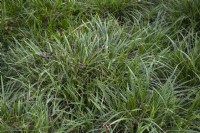 Carex morrowii 'Variegata' Morrow's sedge