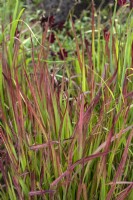 Imperata cylindrica 'Red Baron' Japanese bloodgrass