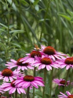 Comma butterfly on pink echinacea