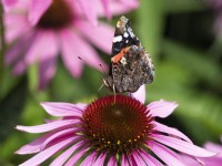 Red Admiral butterfly on pink echinacea