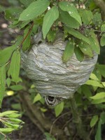 Wasp's nest in tree branches