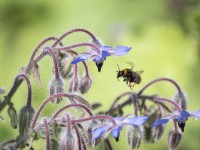 Bee inflight between borage flowers