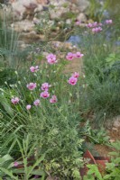 Papaver dubium subsp lecoqii var albiflorum - Beth's Poppy -
in The Wildlife Trusts: Wilder Spaces garden at RHS Malvern Spring Festival 2023