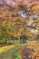 Cornus kousa in autumn leaf colour in an informal country garden - October