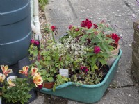 Soak pots in water tray during drought periods