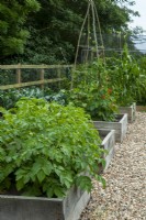 Raised beds of vegetables including Solanum tuberosum,  Brassicas, Phaseolus coccineus and Zea mays convar with shingle path - Open Gardens Day, Worlingworth, Suffolk