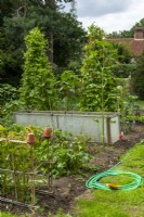 Crops in kitchen garden of country house including Broad Beans, Beetroot and Runner Beans, with sprinkler hose for irrigation