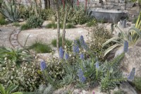 Echium candicans, Pride of Madeira in The HomeAway Garden at RHS Malvern Spring Festival 2023