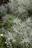 Artemisia mauiensis 'Makana Silver'  mugwort
