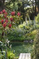 Natural swimming pond surrounded by lush foliage plants in Cornwall in May
