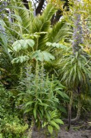 Lush foliage plants in a Cornish garden in May including blue flowered Echium pininana and Tetrapanax papyrifer 'Rex'.