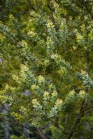Acacia baileyana 'Purpurea' in May