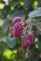 Rubus x loganobaccus - Tayberry 'Bounty Berry' syn. 'Yantay'