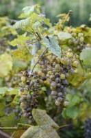 Uncinula necator - Powdery mildew on Grape Vine 'Chasselas dore'