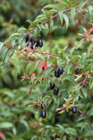 Fuchsia regia 'Reitzii' with edible fruits