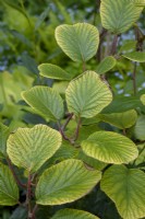 Chlorosis due to iron deficiency on Actinidia chinensis leaves