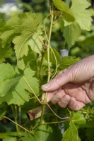 Pruning Vitis in summer by pinching to let in light and encourage grapes to ripen