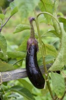 Solanum melongena 'Baluroi' F1 - Eggplant