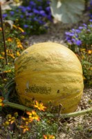 Curcurbita pepo - Squash 'Lady Godiva' grown for its immature seeds harvested before their shells develop