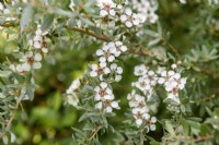 Leptospermum lanigerum 'Silver Sheen'