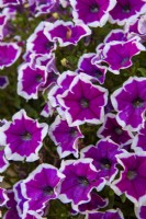 Petunia 'Rim Violet' Cascadia Series