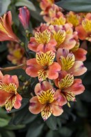 Alstroemeria 'Indian Summer' - Peruvian Lily
