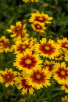 Coreopsis UpTick 'Gold  and  Bronze'